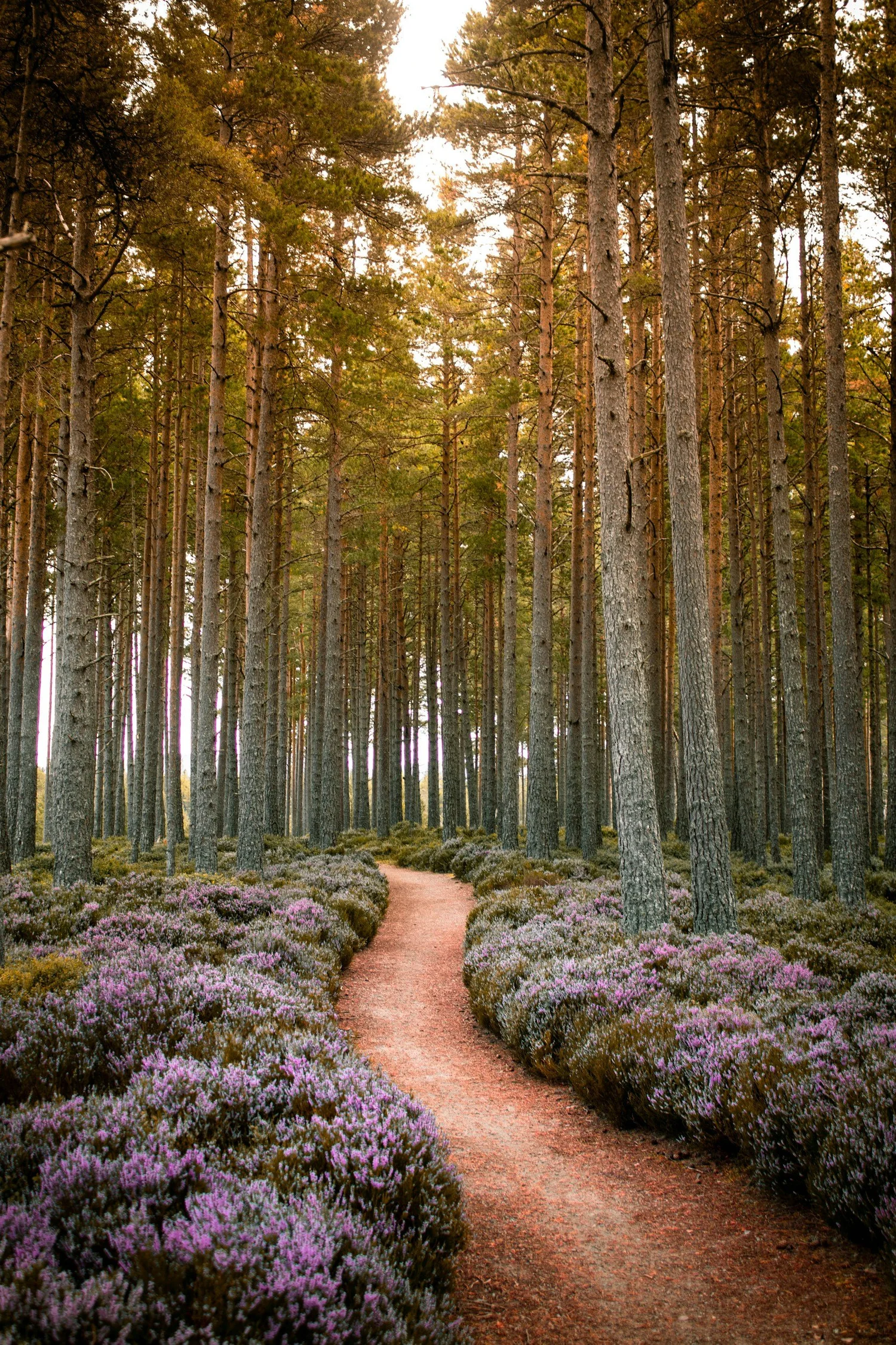 Un camino de tierra a través de un bosque de pinos altos con arbustos morados y verdes.
